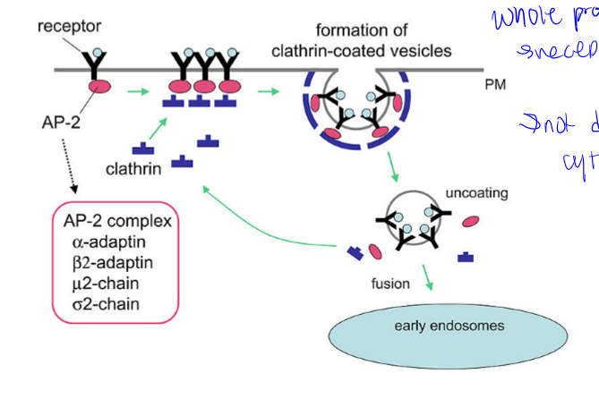 <p>whole process, receptor mediated, not directly into cytoplasm</p>
