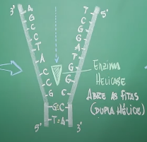 <ul><li><p><strong>Definição</strong>: Enzima que separa as duas fitas de DNA durante a replicação, quebrando as ligações de hidrogênio.</p></li><li><p><strong>Dica para Concurso</strong>: <strong>abre</strong> o DNA, criando a <strong>forquilha de replicação</strong>.</p></li></ul><p></p>