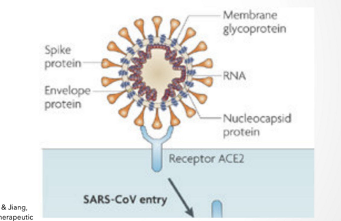 <p>ATTACHEMENT</p><p>Spike protein Binds to ACE-2 receptor </p><p>Angiotensin converting enzyme 2 </p><p>Found in heart, lungs, and testes most prevalently</p><p>This is protein-protein interaction → very specific</p><p>Cells must have:</p><p>ACE2 (receptor)</p><p>AND enzymes like TMPRSS2 or CTSL</p><p>More enzymes = easier infection/entry </p><p>ENTRY AND PROCESSING</p><p>ENDOCYTOSIS</p><p>Enters through receptor mediated endocytosis </p><p>Low pH in lysosome/ endosome free RNA genome from virus</p><p>Viral membrane protein facilitate release of genome into cell</p><p>TRANSPORT ALONG MICROTUBULES </p><p>Flu viral entry is similar to COVID </p><p>Endosome travel along microtubules (dynein) Actin plays a role in endocytosis</p>