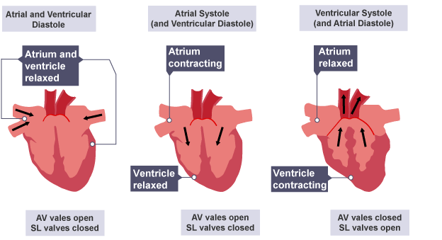<p><strong>In&nbsp;Atrial and Ventricular Diastole (1st)</strong> - About how much blood are the ventricles<em> passively</em>&nbsp;getting? (means no contraciton yet, just pressure build up)</p>