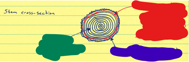 <p>What is indicated by the red area of this stem cross-section?</p>
