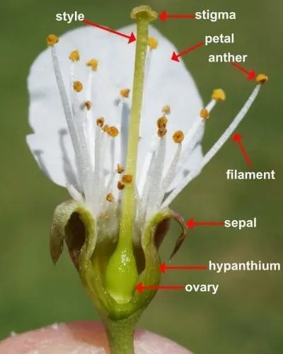 term image