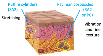 <p>Ruffini Cylinders (SA2) = slowly adapting 2</p><ul><li><p>Good for detecting stretching in your skin</p></li></ul><p>Pacinian corpuscles (RA2 / PC) = rapidly adapting 2</p><ul><li><p>Important for detecting vibration / a pressure that is coming and going quickly</p></li><li><p>Detect fine texture</p></li></ul><p></p>