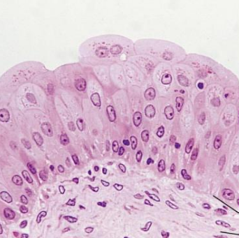 <p>Tissue location</p>