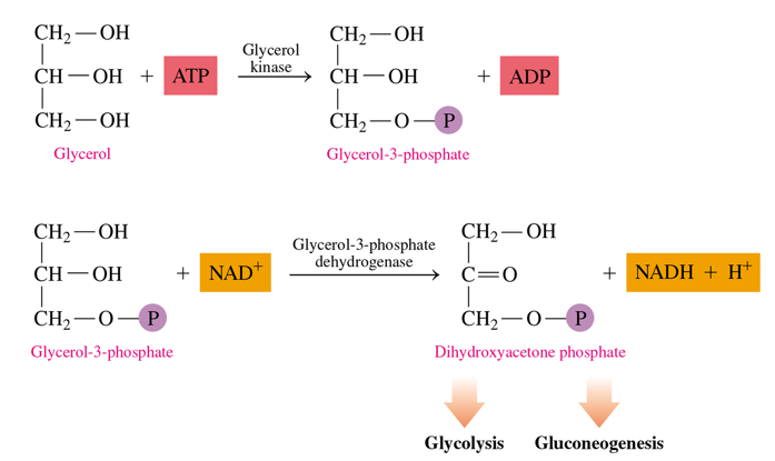 <p>it is converted into dihydroxyacetone phosphate into 2 steps</p><ul><li><p>uses ATP to give P to glycerol which turns it into glycerol-3-p</p></li><li><p>glycerol-3-p is oxidized at its -OH group into dihydroxyacetone phosphate (uses NAD+—&gt; NADH)</p><ul><li><p>this can then go into glycolysis or gluconeogenesis</p></li></ul></li></ul><p></p>