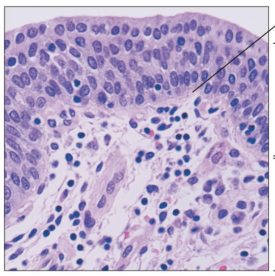 <p>What is this tissue, and where is it found?</p>