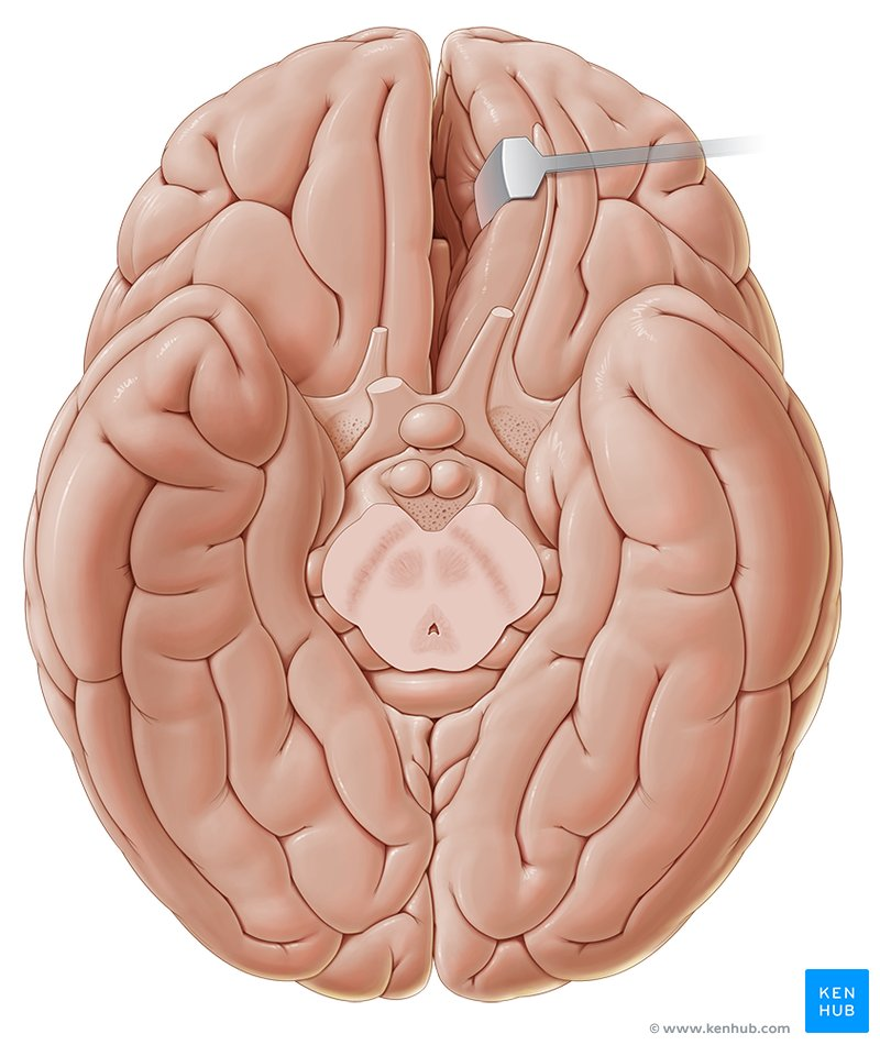 <p>brain viewed from below</p>