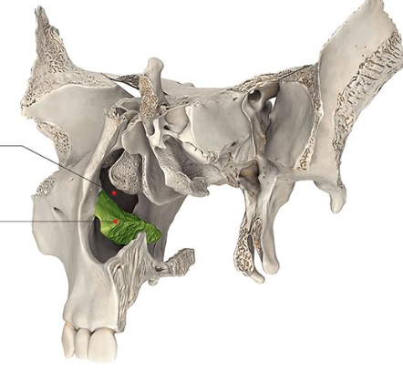 <p>Name the bone highlighted in green.</p>