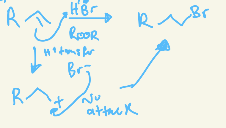 <p>H+ transfer and H add to more substituted carbon so carbon cation is on less substituted carbon and then nu attack of X- on the less substituted carbon cation </p>