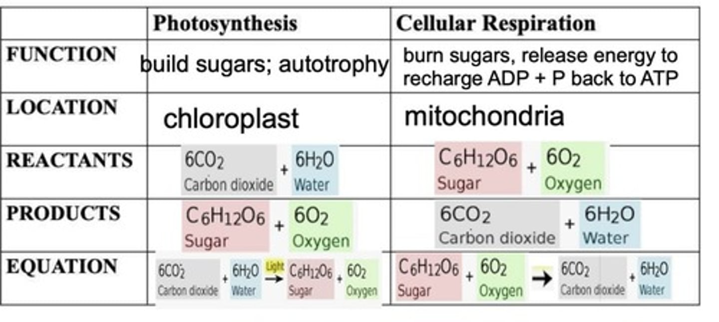 <p>Photosynthesis removes carbon dioxide from the atmosphere and converts it into organic molecules; Cellular respiration releases carbon dioxide back into the atmosphere as a byproduct of energy production.</p>