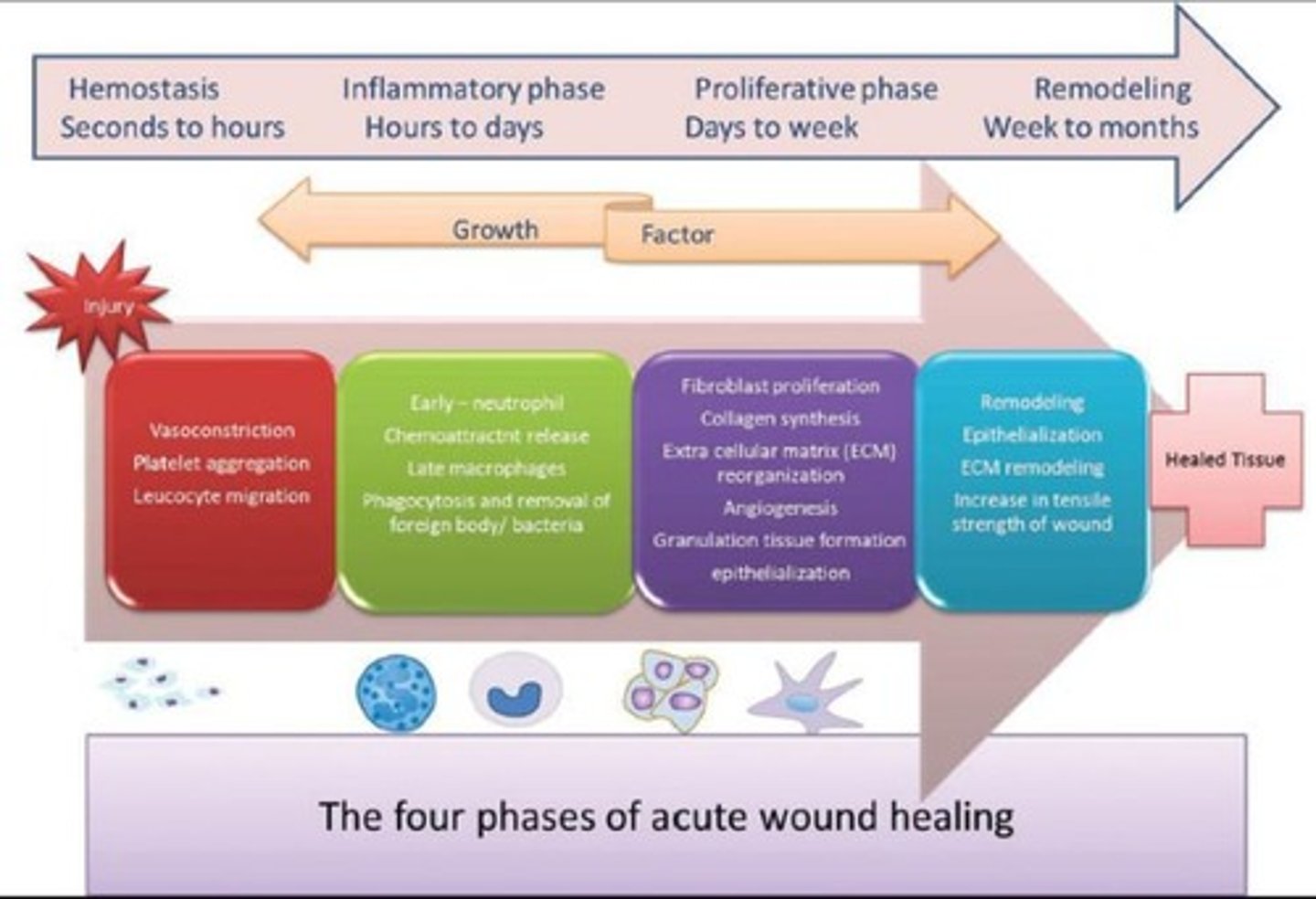 <p>Inflammation phase where clotting and cleaning occur.</p>