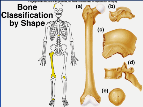 weirdly shaped, doesn't fit into other classifications (ex: vertebrae, isonium)