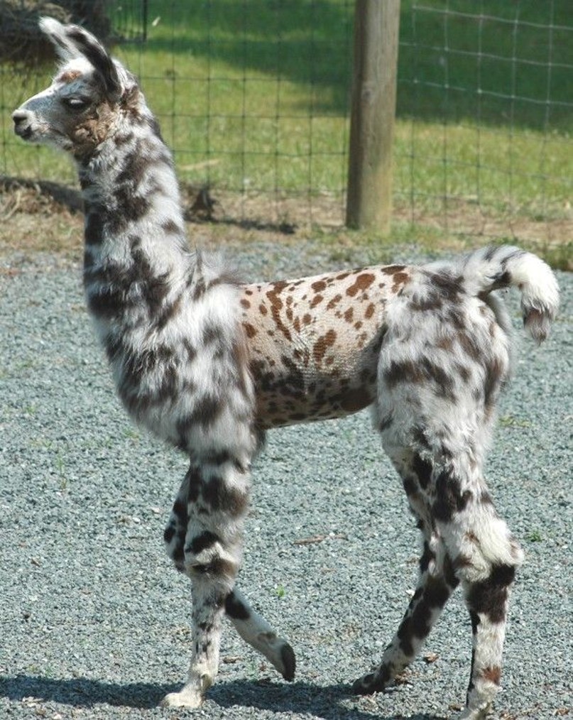 <p>Llama breed: under 38” at shoulder by 3yrs, about ¾ size of regular llama</p>