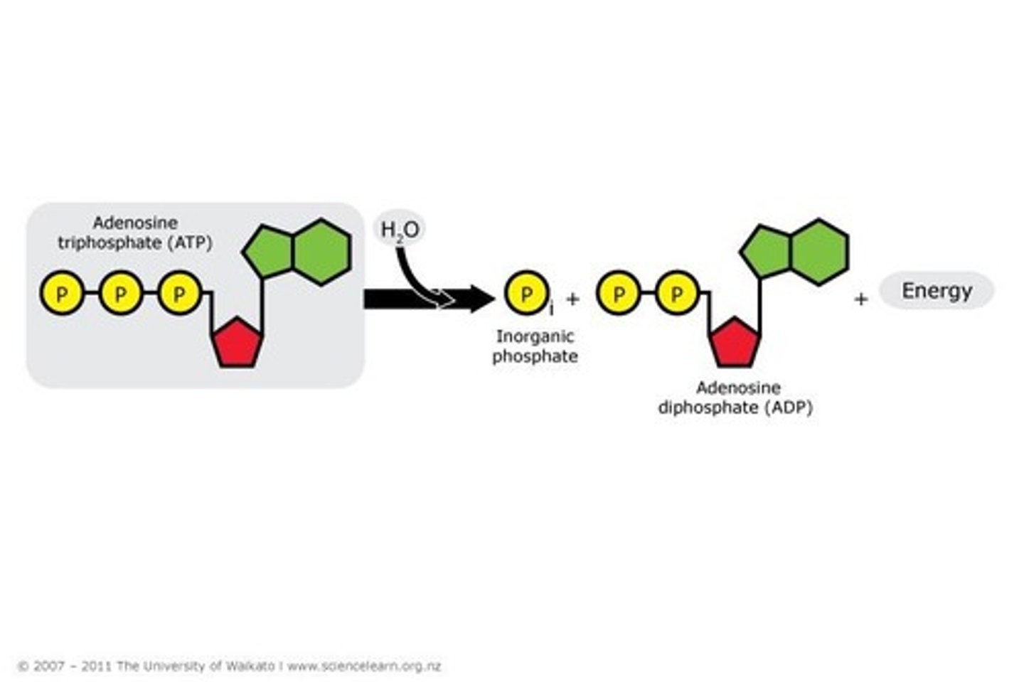 <p>Breaking bond to release energy.</p>