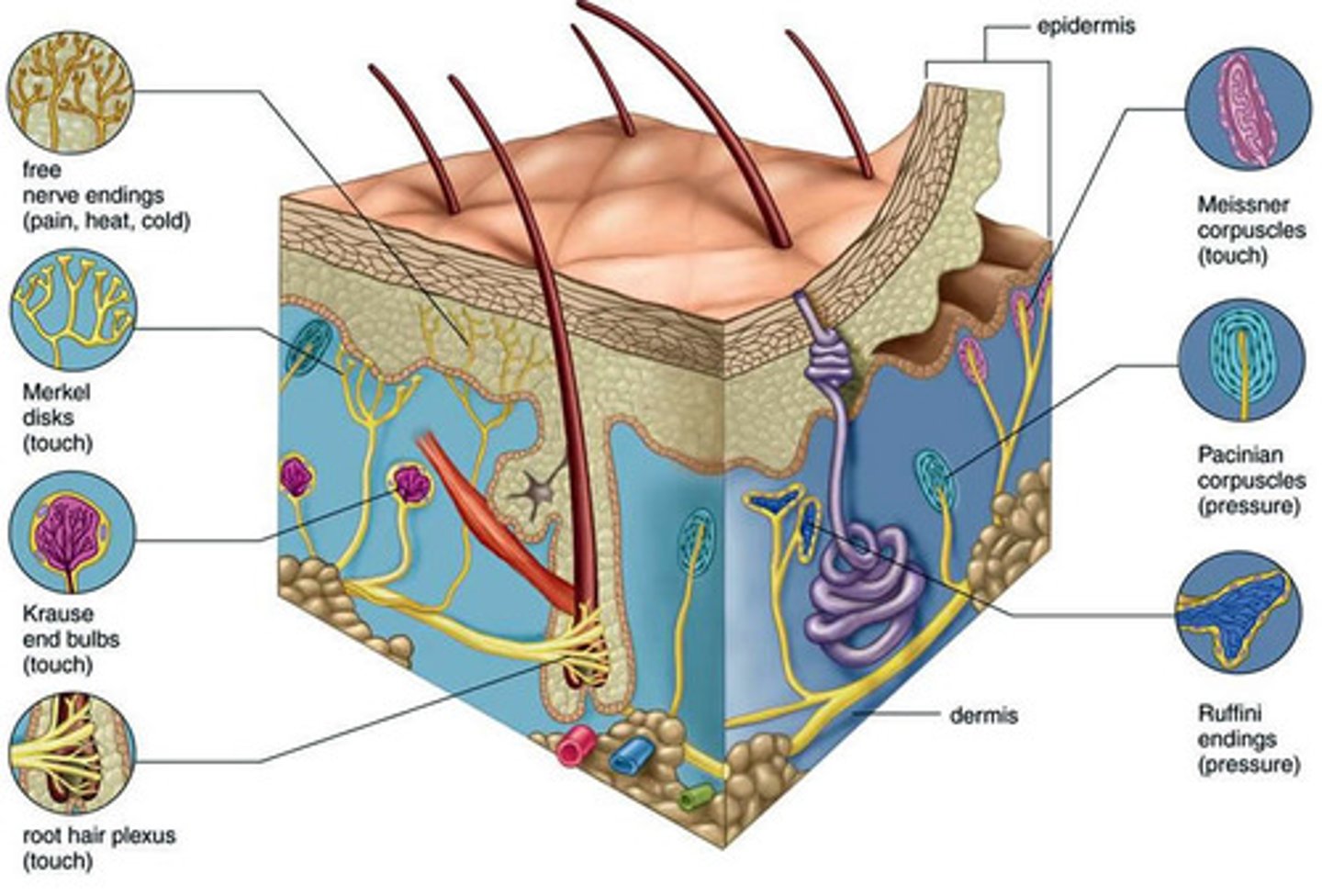 <p>Free nerve endings</p><p>Meissner's corpuscles</p><p>Merkel's discs</p><p>Hair end organ</p><p>Ruffini's end organ</p><p>Pacinian corpuscle</p>
