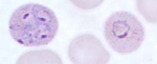 <p>What organism is this?</p>