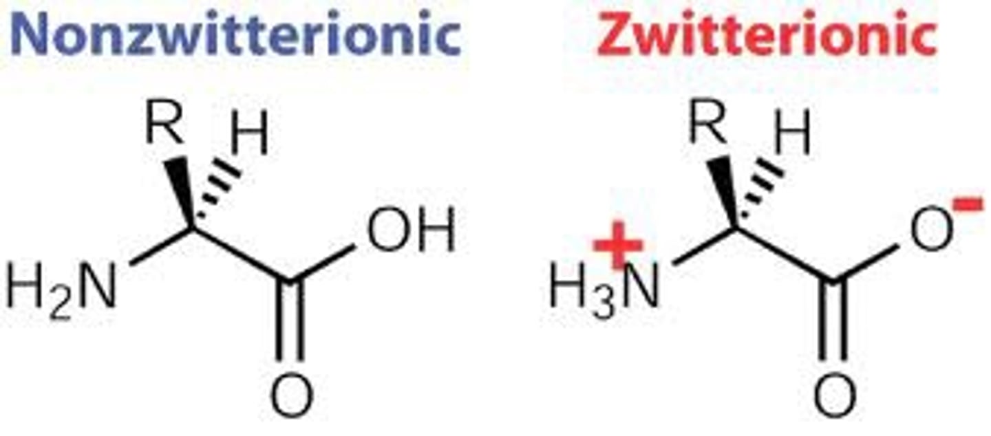 <p>A molecule that contains charges, but is neutral overall. Most often used to describe amino acids. All amino acids are zwitterionic at pH 7</p>