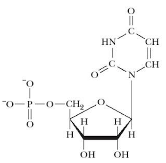 <p>Name that structure.</p>