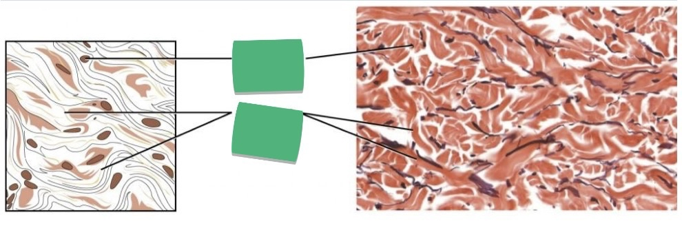 <p>TISSUE: ________</p>