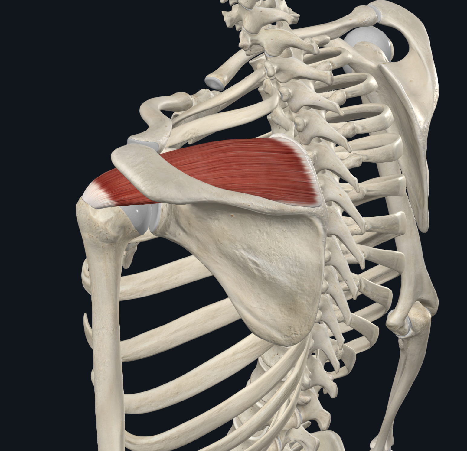 <p>supraspinous fossa of scapula</p>