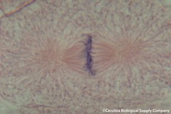 Chromosomes line up in the middle