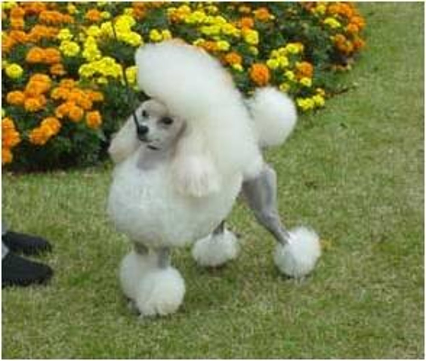 <p>Toy or Non-Sporting (Standard & Miniature)</p>