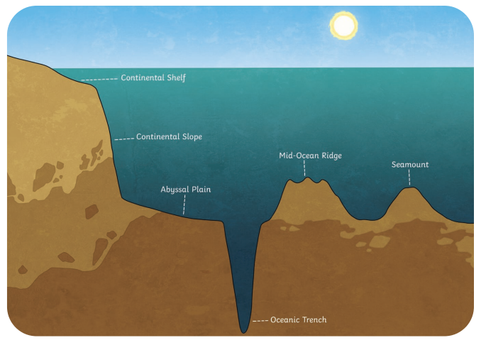 <p>The steep slope from the continental shelf to the abyssal plain.</p><p>It has <strong>a very deep drop</strong> to the ocean floor and <strong>a super steep slope</strong>.</p>