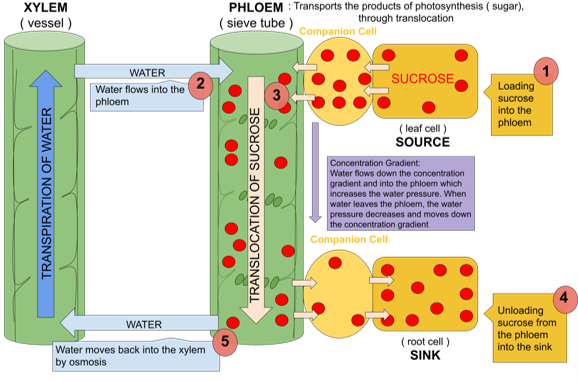 <p>process in which products of photosynthesis are transported through phloem</p><ul><li><p>in angiosperms (flowering plants), phloem sap, an aqueous solution high in sucrose, travels from a sugar source to a sugar sink through sieve-tube elements</p></li><li><p>moves to sieve-tube elements via symplastic or apoplastic pathways</p></li></ul><p></p>