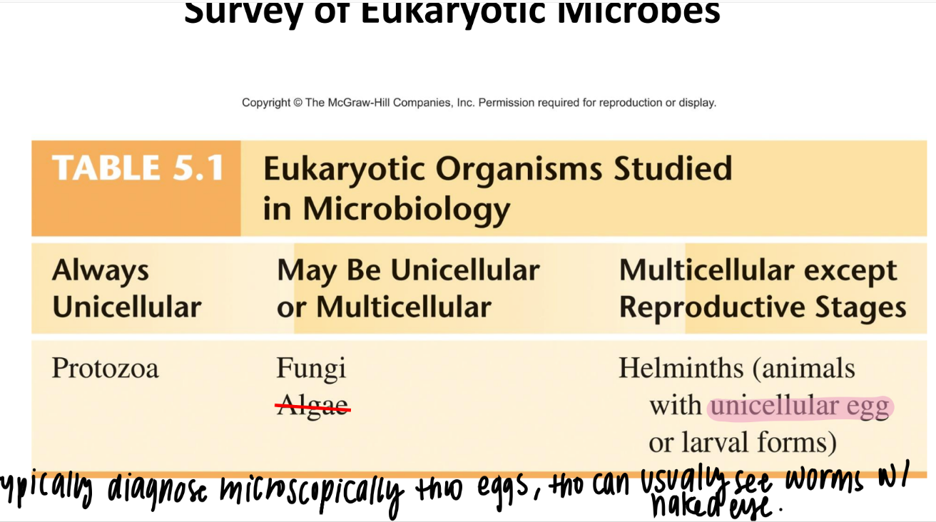 <p><strong>helminthes </strong>= parasitic worms (the eggs + larva are unicellular) </p><ul><li><p>diagnose whether someone has parasitic infection based on whether u can see the eggs!! </p></li></ul>