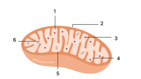 <p><span>What feature does label 1 indicate?</span></p>