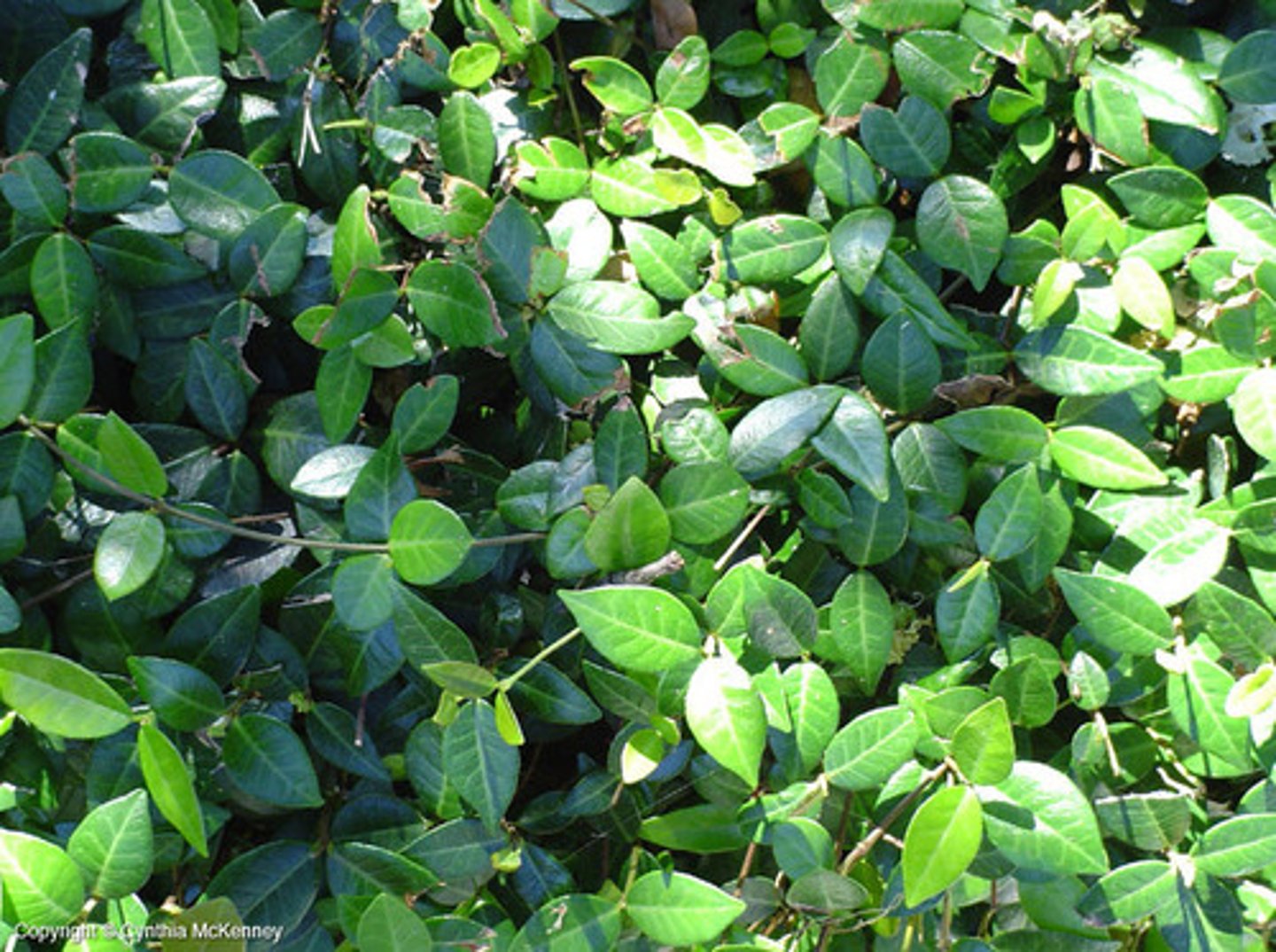 <p>Trachelospermum asiaticum</p>