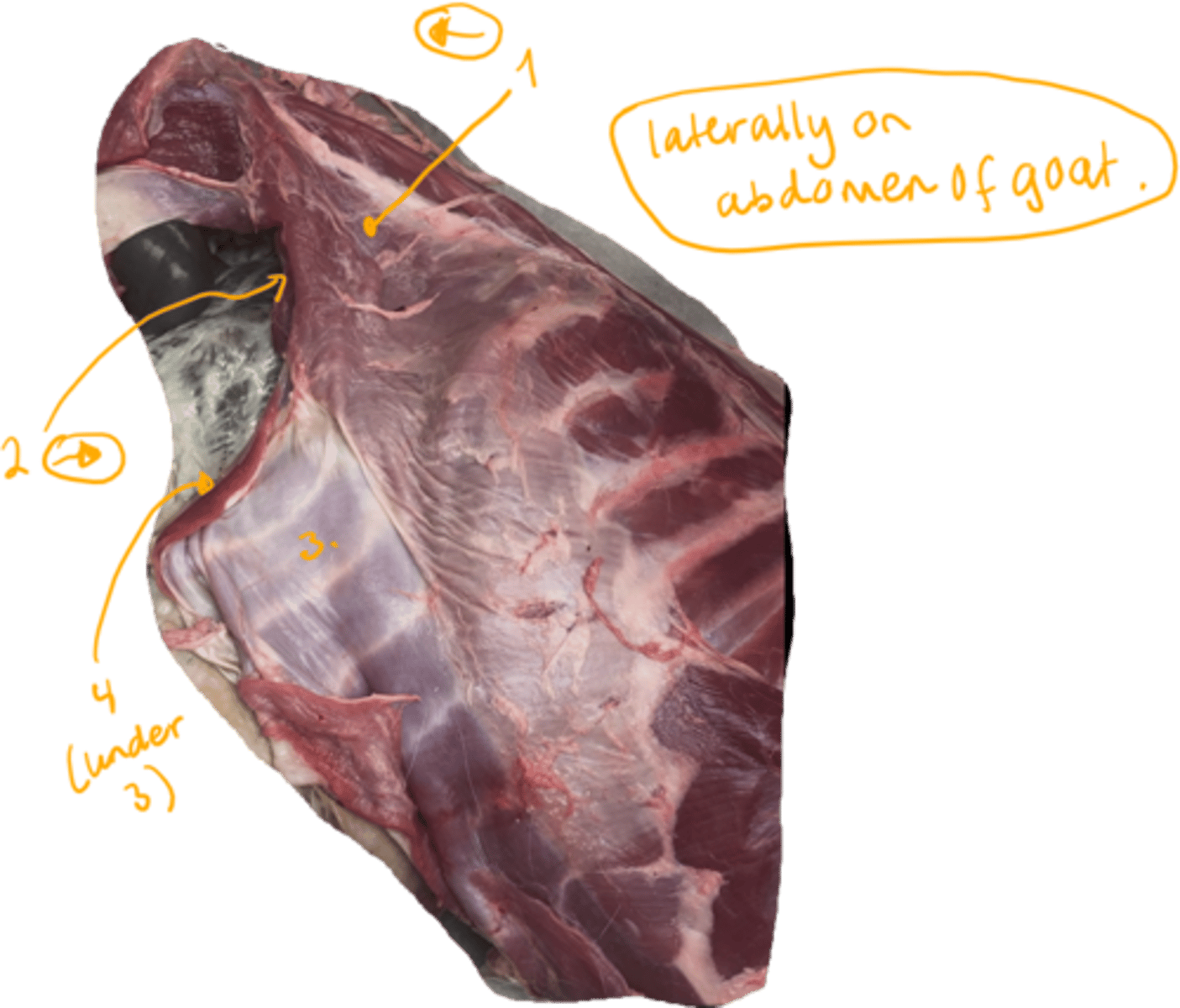 <p>goat, show the abdominal muscles.</p>