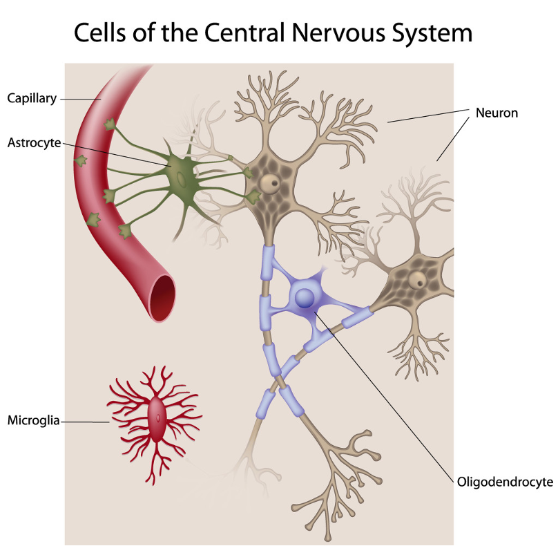 <p><strong><span style="font-family: Franklin Gothic Book">Microglia</span></strong></p><p style="text-align: start"><strong><span style="font-family: Franklin Gothic Book">Macroglia</span></strong></p>