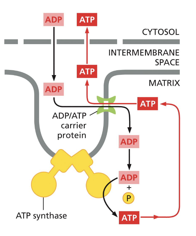 <p>by coupling it with the favorable flow of protons</p>