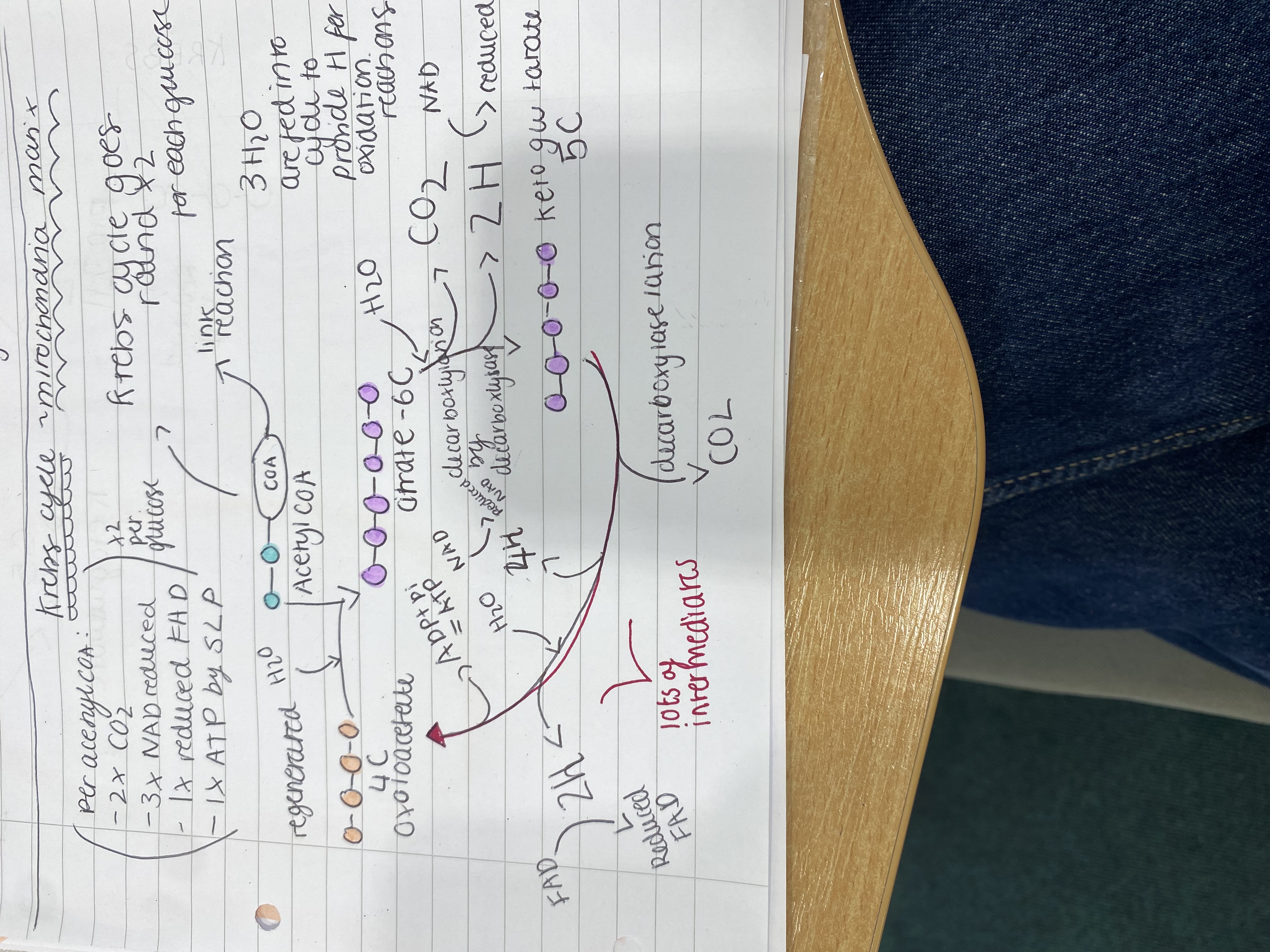 <p>The Krebs cycle takes place in the mitochondria matrix and makes ATP, NAD and 3 mols of water are used </p><p>steps </p><ol><li><p>Acetyl COA enters the Krebs and combines with a 4 carbon molecule to produce a 6 carbon molecule called citrate using water.</p></li><li><p>This 6 carbon molecule using water is dehydrogenated/oxidised by dehydrogenase to produce 2H which reduce NAD to reduced NAD. It is also decarboxylated to release CO2 by decarboxylase. This produces a 5 carbon molecule.</p></li><li><p>This 5 carbon molecule using water is dehydrogenated/oxidised by dehydrogenase to produce 6H which reduce 2 NAD to reduced NAD and 1 FAD to reduced FAD. It is also decarboxylated to release CO2 by decarboxylase. It also phosphorlyates a ADP to ATP in presence of oxygen.</p></li><li><p>This produced the original 4 carbon molecule to continue the cycle</p></li><li><p>COA goes back to link and acetate is broken down to CO2 and water.</p></li></ol><p>This occurs twice per glucose</p><p></p>