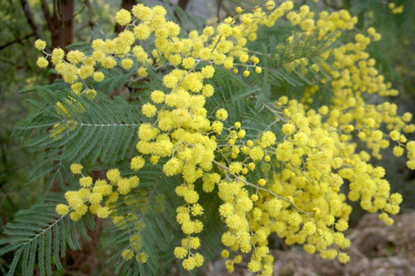 <p>Acacia; Filler</p>