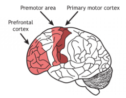 Frontal Lobe