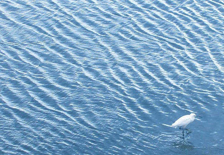 <p>small waves or ripples on the surface of the water</p>