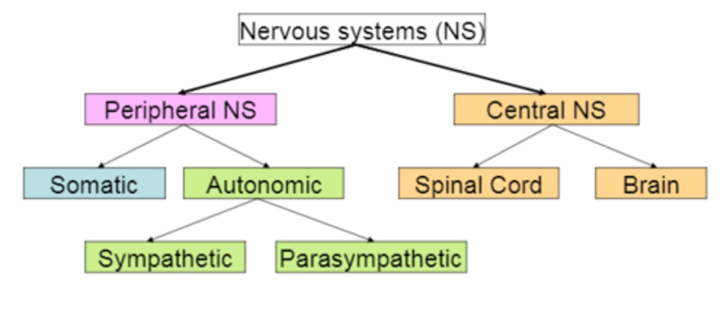<p>somatic = voluntary</p><p>sympathetic = arousing aka fight or flight</p><p>parasympathetic = calm (ex: digestion)</p>