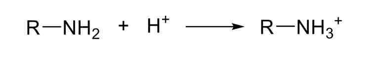 <p>Salt Formation</p>