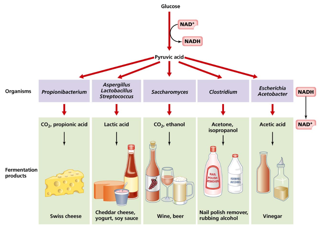 Fermentation products