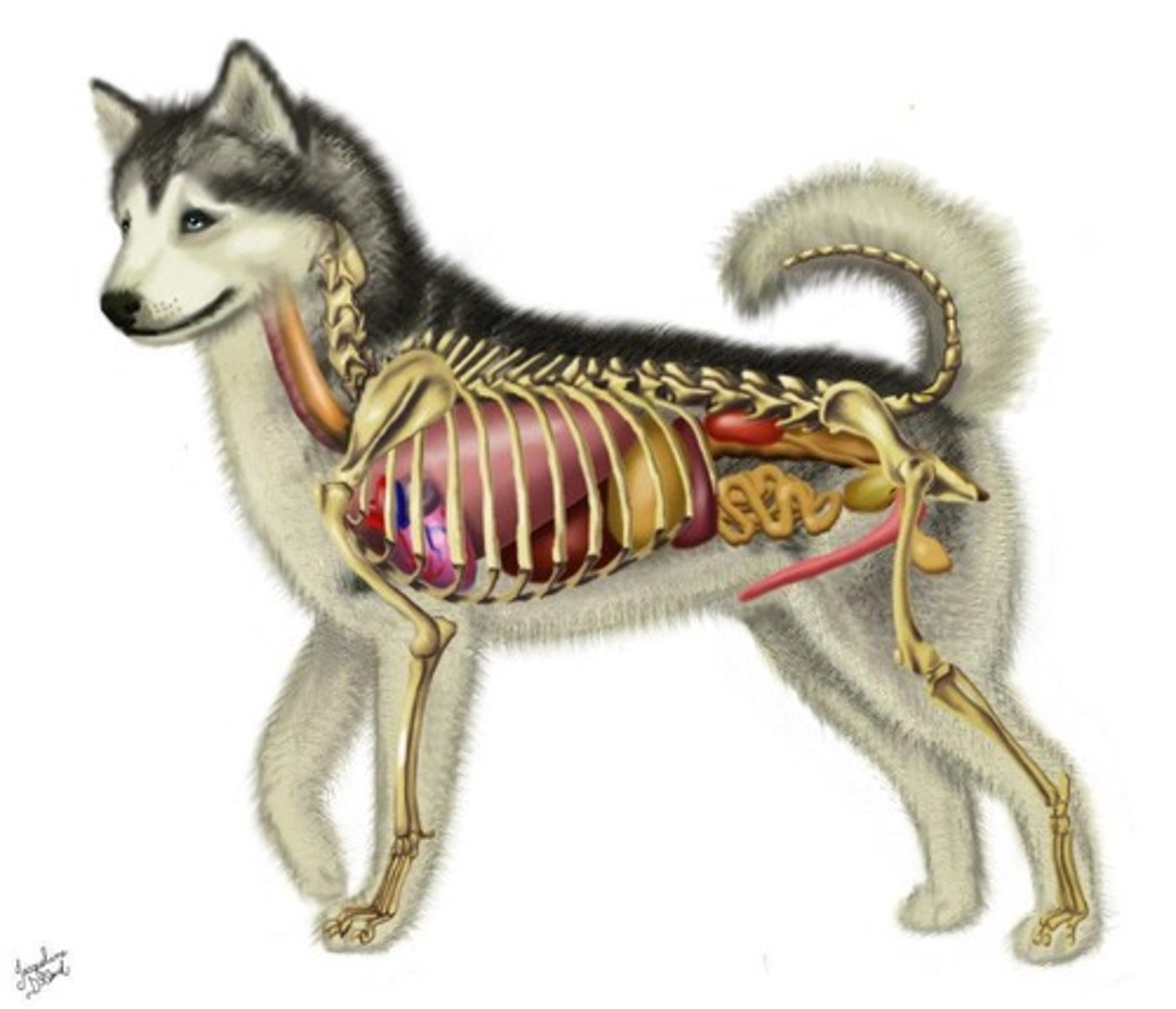 <p>The system that includes the organization, central nervous system, reflexes, peripheral nervous system, sympathetic nervous system, parasympathetic nervous system, neurons and other nervous system cells.</p>