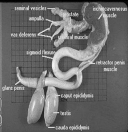 <ul><li><p>Testis</p><ul><li><p>Primary organ</p></li></ul></li><li><p>Epididymis</p><ul><li><p>Located directly next to the testis</p></li></ul></li><li><p>Ductus deferens</p><ul><li><p>Connect into the pelvic region</p></li></ul></li><li><p>Accessory glands</p><ul><li><p>Seminal vesicles</p></li><li><p>Bulbourethral gland</p></li><li><p>Prostate gland</p></li><li><p>Preputial gland</p></li></ul></li><li><p>Penile urethra</p></li><li><p>Penis and prepuce</p></li></ul>