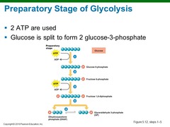 <p>traps glucose in the cell and modifies it so that it can be cleaved into a pair of phosphorylated 3-carbon compounds. Activate by phosphorylation</p>