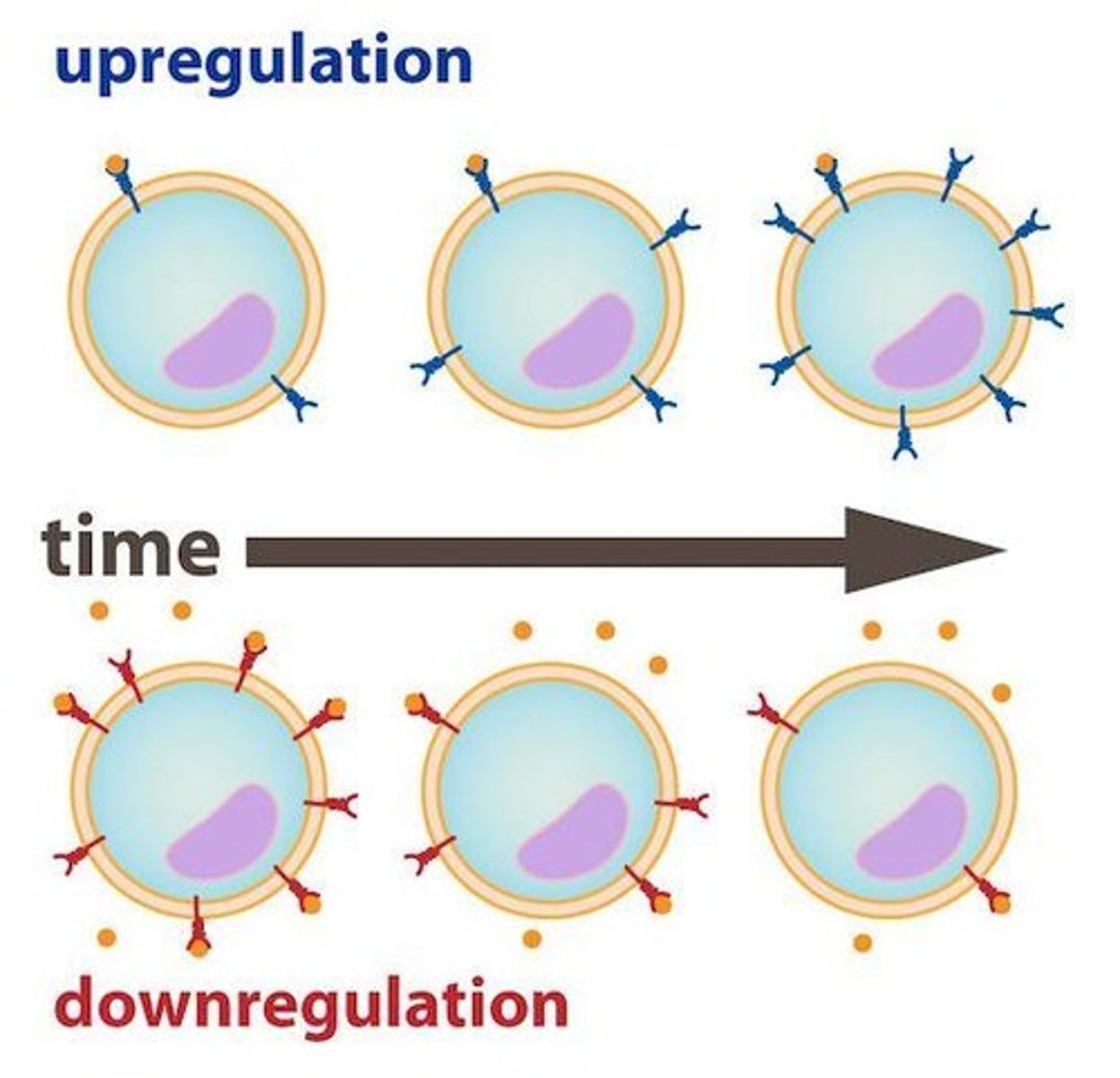 <p>Upregulation is the increase in receptor number in response to low concentration of hormone.</p>