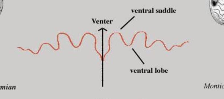 <p>Suture Line (Cephalopods)</p>
