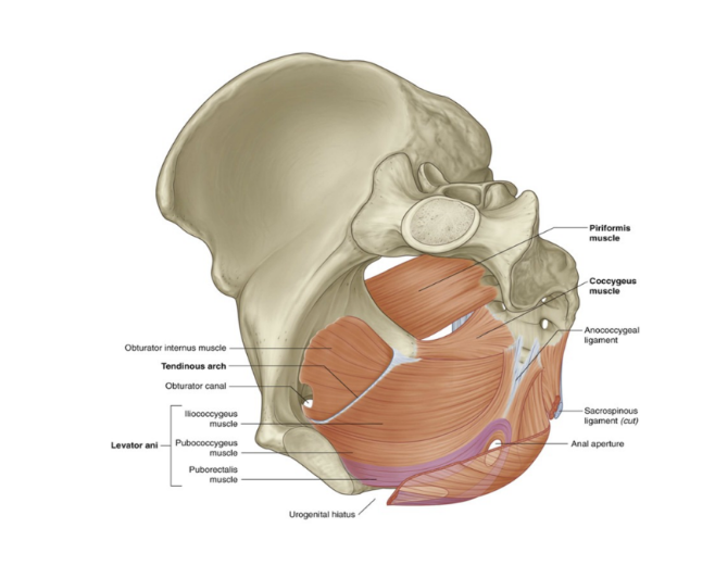 <p>2 muscles, one on each side, triangular in shape &amp; overlie the sacrospinous ligaments — together they complete the posterior part of the pelvic diaphragm </p><ul><li><p>Attachment — by their apices to the tips of the ischial spines, by their bases to the lateral margins of the coccyx &amp; adjacent margins of the sacrum</p></li><li><p>Innervation — Branches from anterior rami of S3 &amp; S4</p></li><li><p>Functions — participate in supporting posterior aspect of the pelvic floor, thus supporting the pelvic viscera. Also pulls coccyx forward after defecation</p></li></ul>
