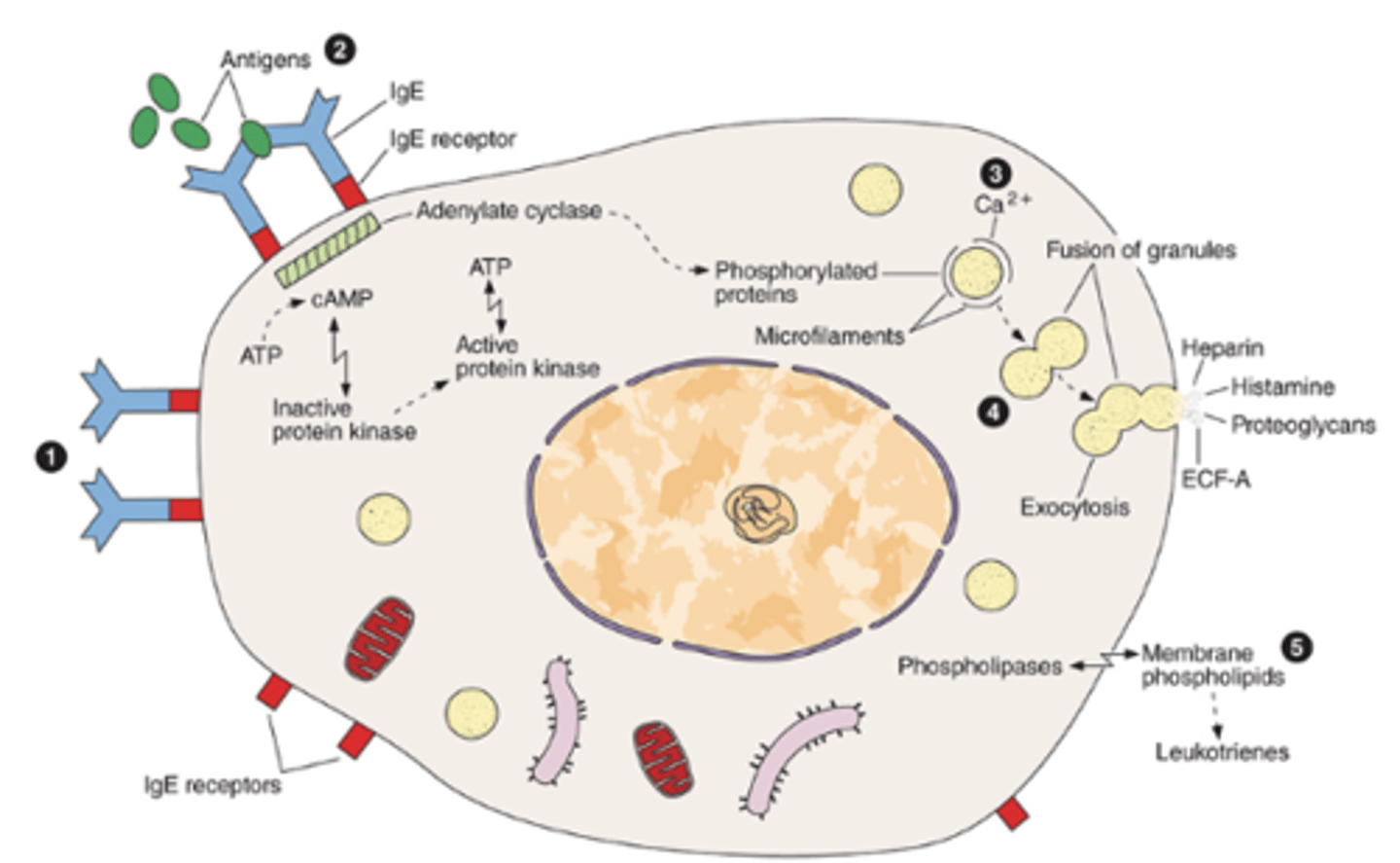 <p>What happens during the second exposure to the same antigen in mast cell-mediated hypersensitivity?</p>