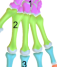 <p>Metacarpal bones</p>