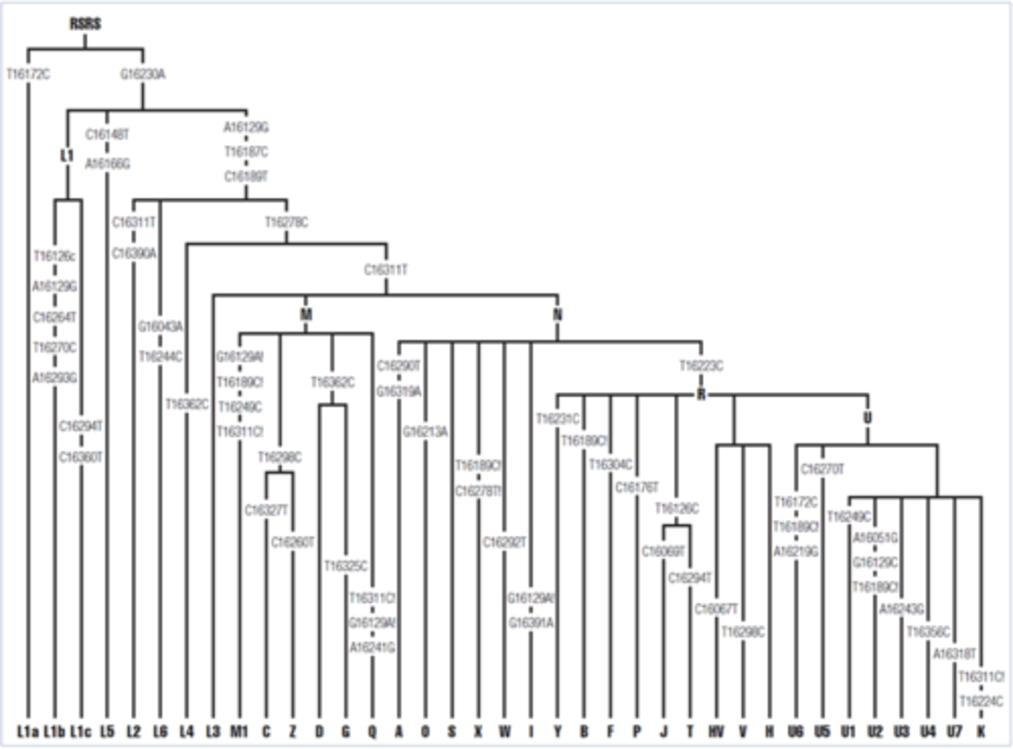 <p>A student in LS7L is trying to determine their mtDNA haplogroup. However, they believe they are missing some key mutations that would help decide. After using BLAST to compare their sequence to the mtDB Data Base, they have concluded that they are haplogroup M1. Based on what you know about mutations in mtDNA, which mutation will not be observed in haplogroup M1 when comparing it to the RSRS reference sequence?</p><p>a. A16129G</p><p>b. G16230A</p><p>c. T16249TC</p><p>d. T16278C</p>